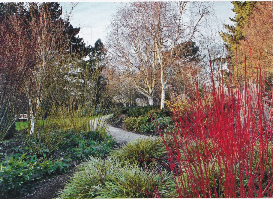 Дёрен красный Эннис Винтер оранж