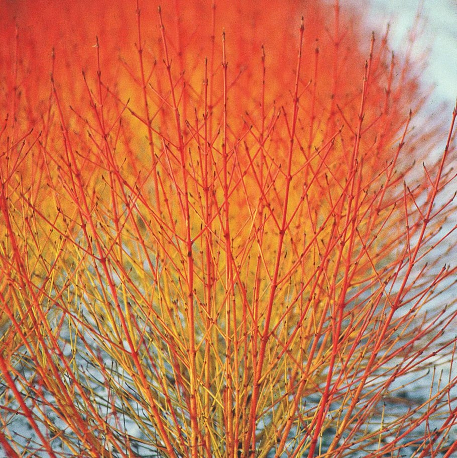 Дерен кроваво-красный Мидвинтер Файер