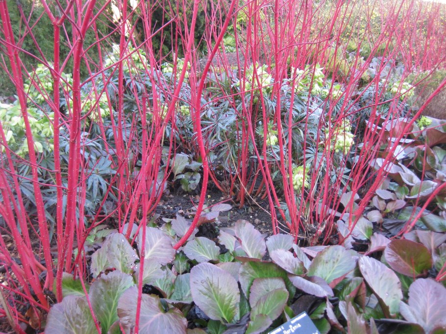 Дерен красный Мидвинтер фаер