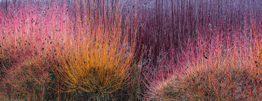 Дёрен красный Винтер Бьюти