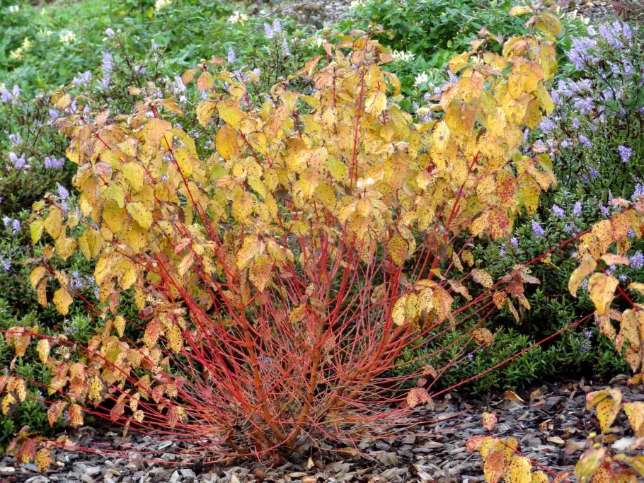 Дерен Анна Винтер оранж