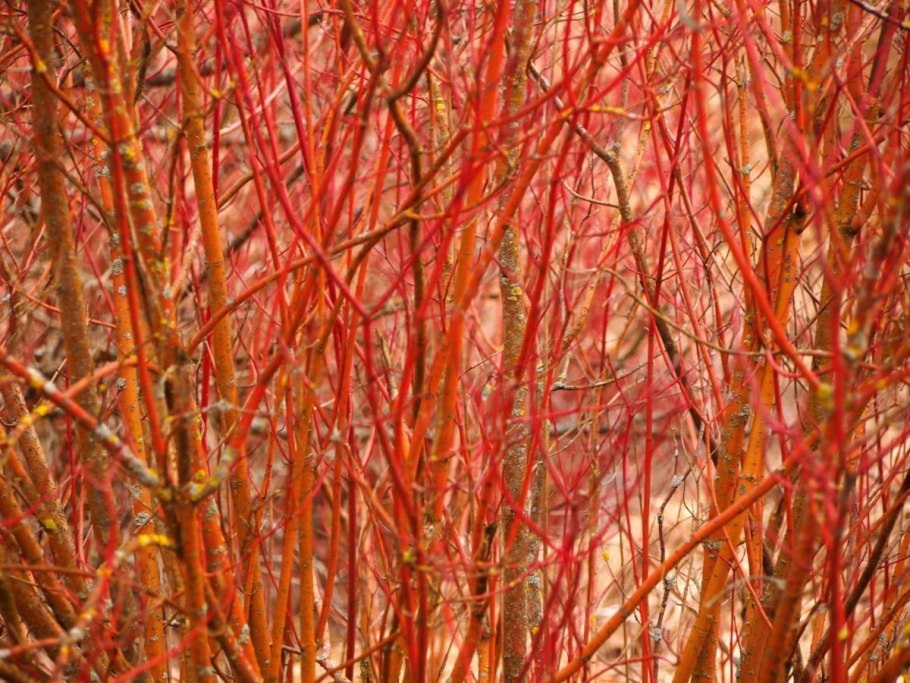 Дерен Cornus sanguinea