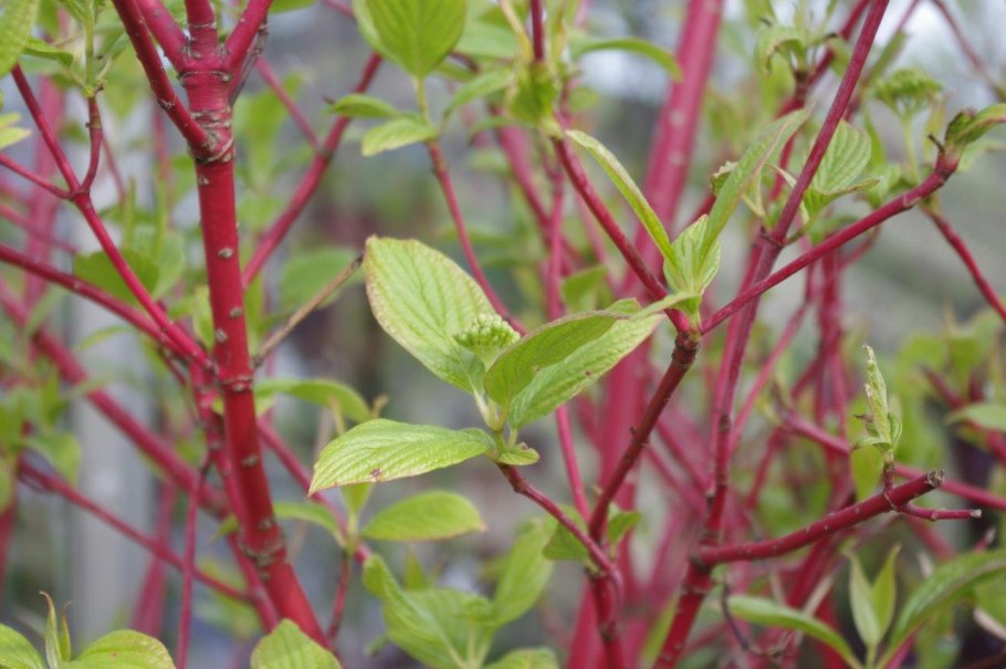 Дерен Корнус Альба