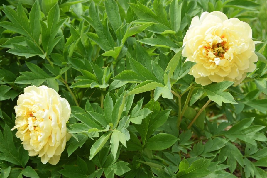 Пион Sonoma Halo