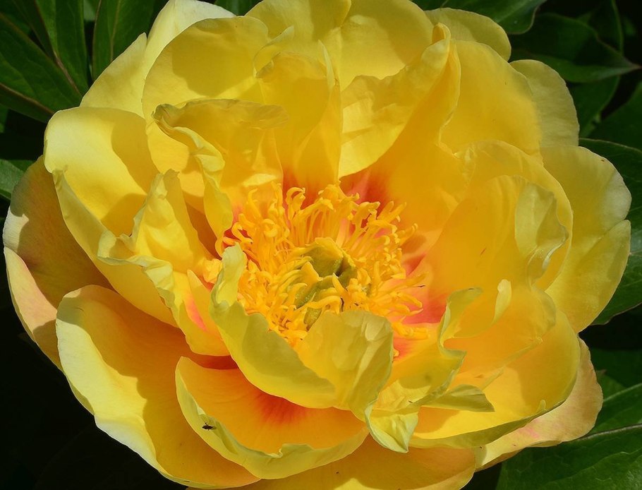 Sonoma Yedo ~ Itoh Hybrid пион