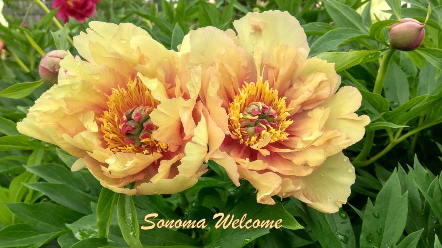 Пион Ито-гибрид сонома Априкот