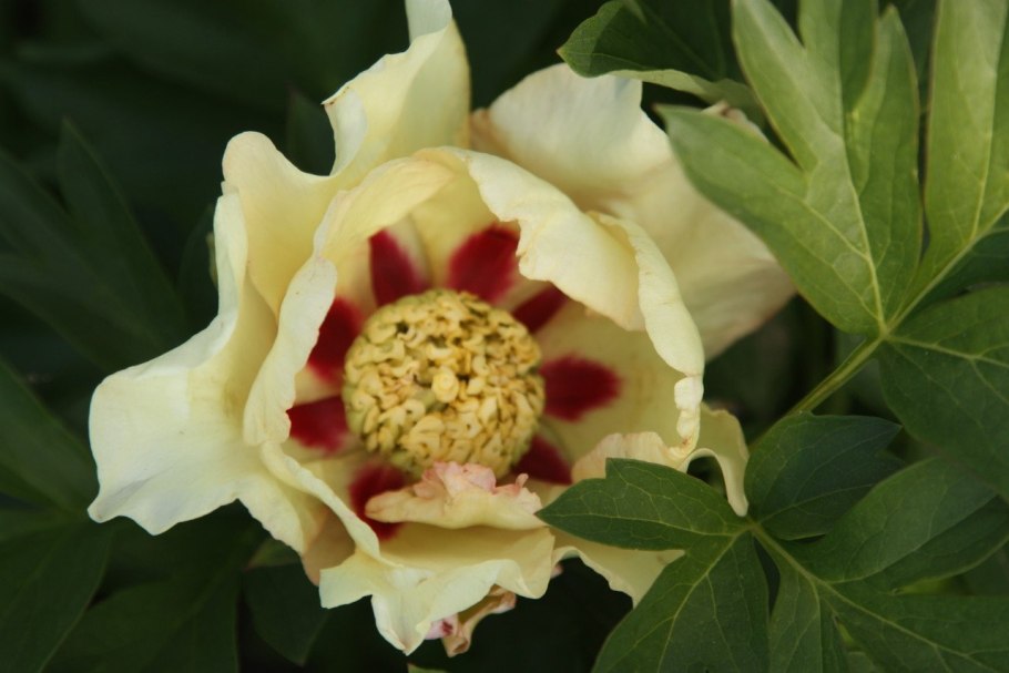 Пион Ито сонома велком