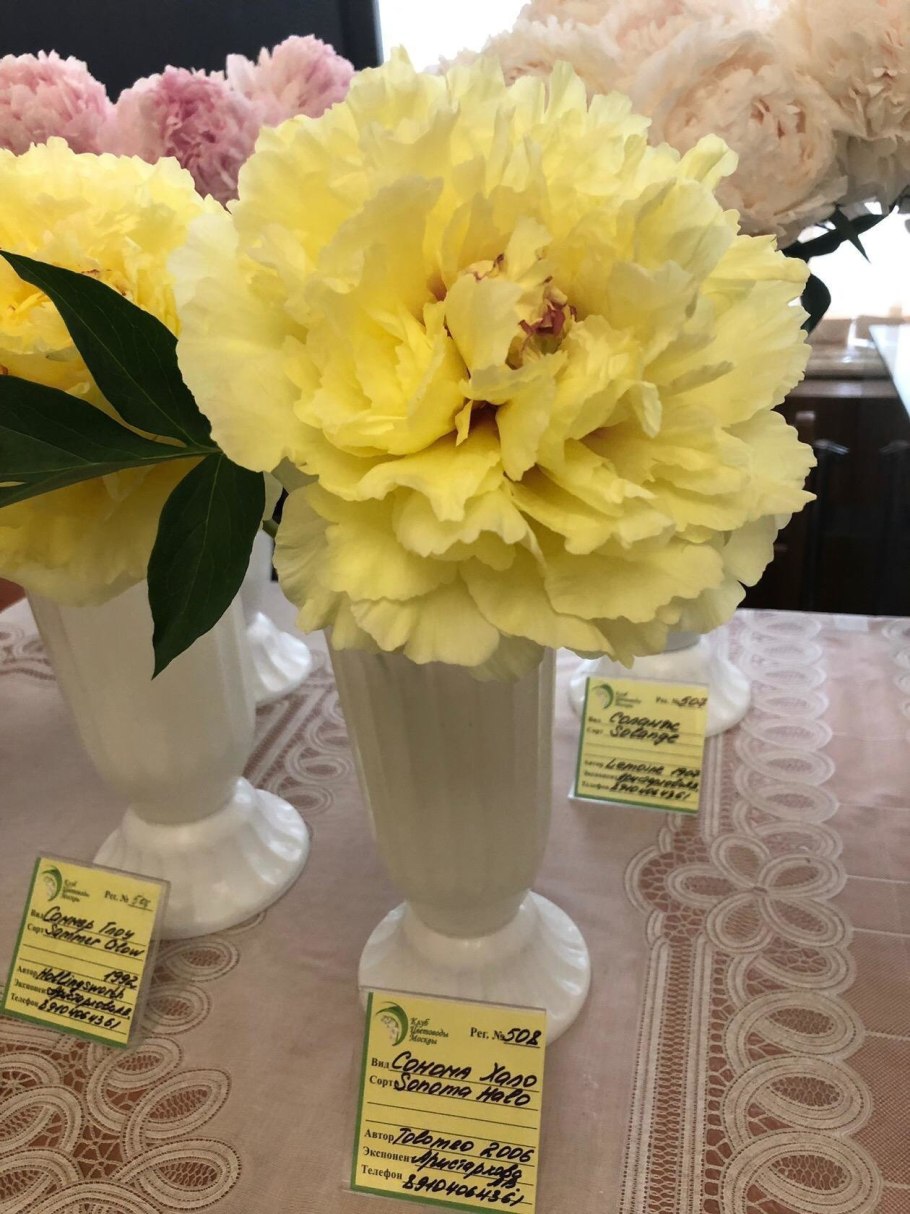 Пион Sonoma Halo