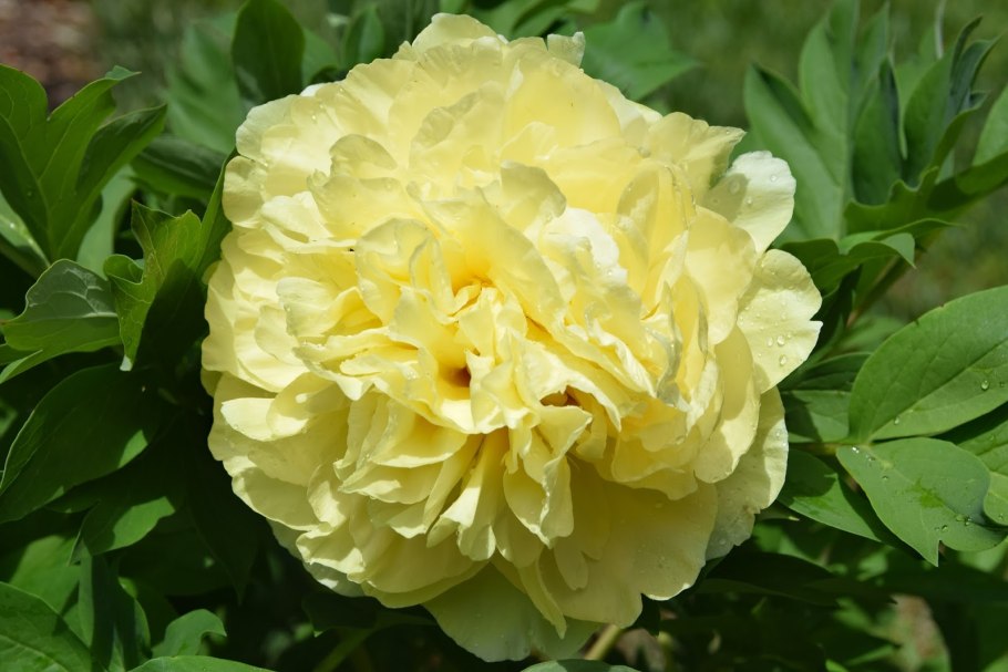 Sonoma Yedo пион