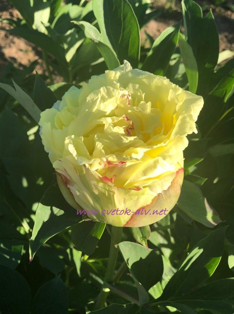 Пион сонома гало