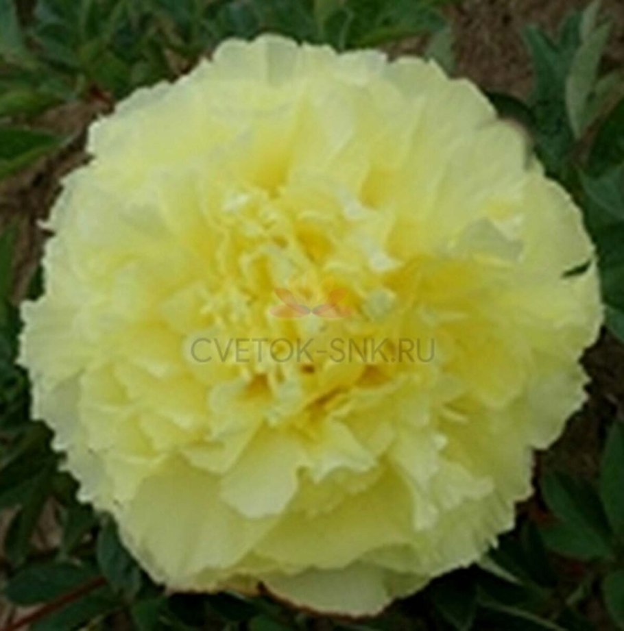 Пион сонома Йедо