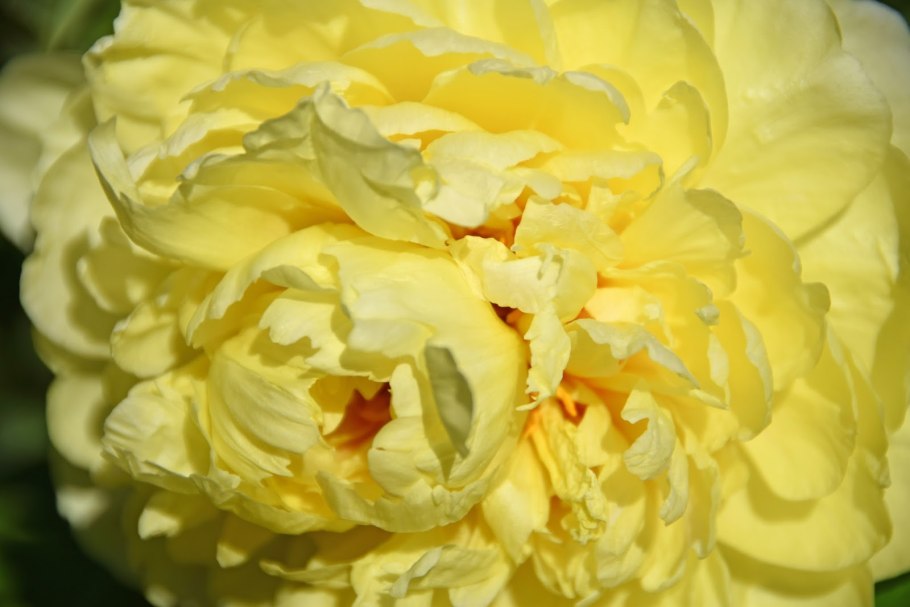 Пион Itoh Sonoma Yedo