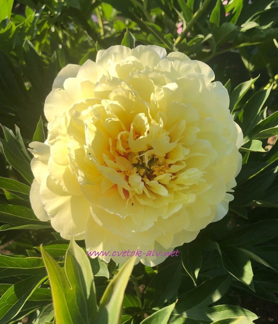 Sonoma Halo ~ Itoh Hybrid пион