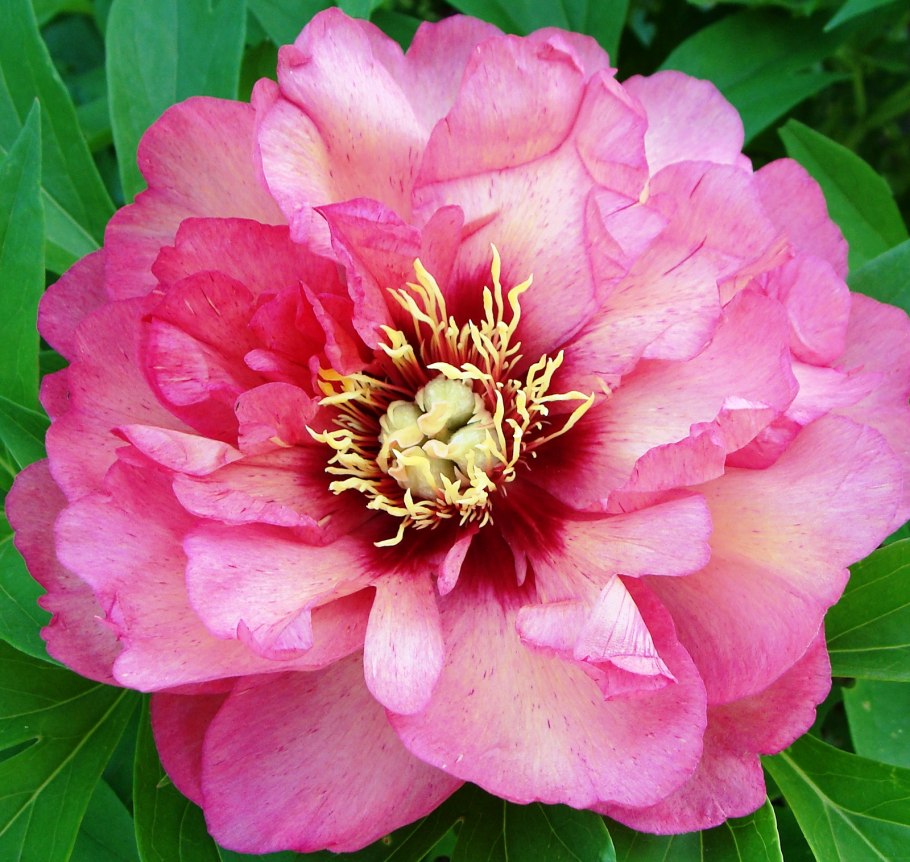 Sonoma Yedo пион