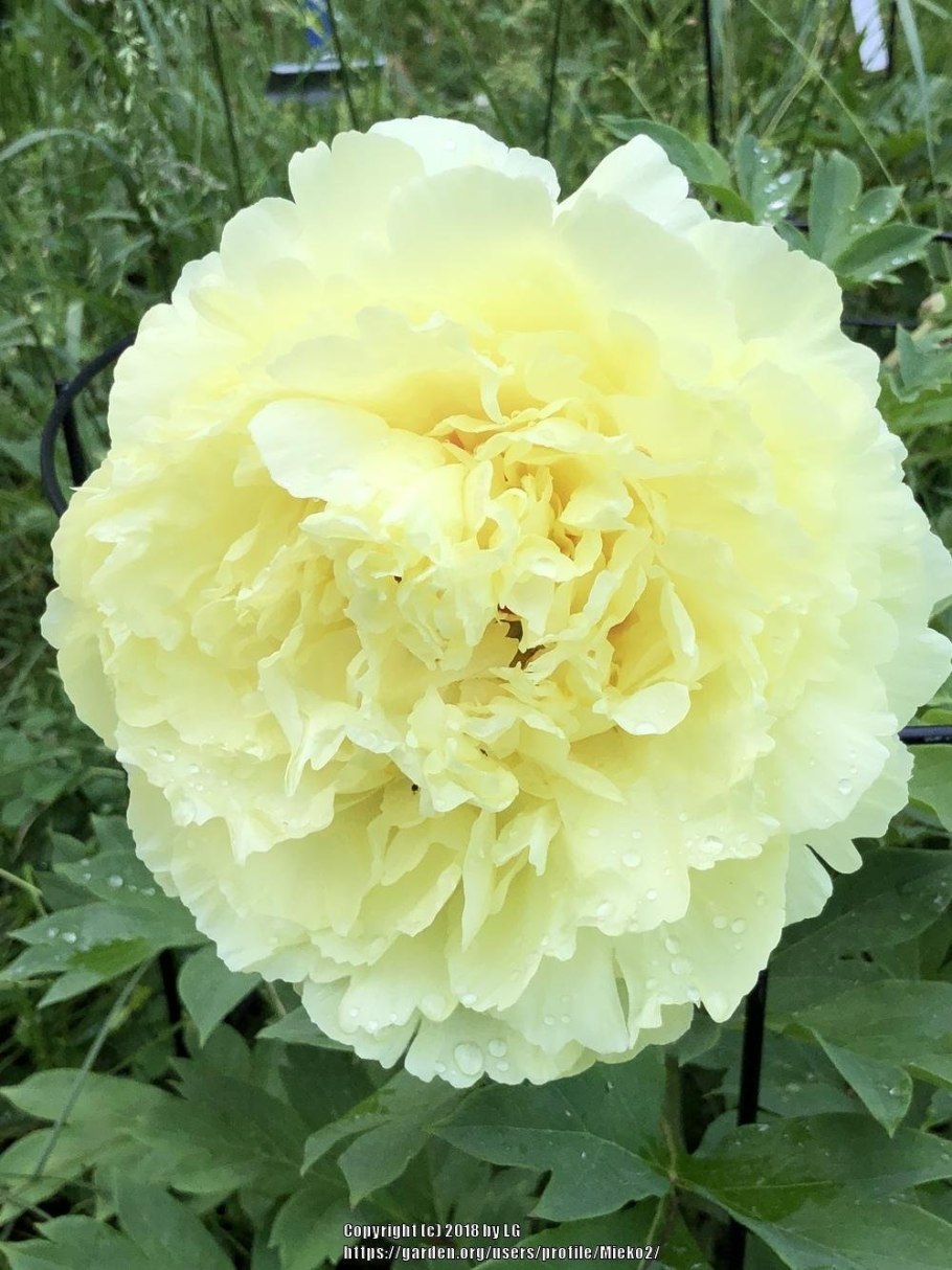 Пион Sonoma Halo