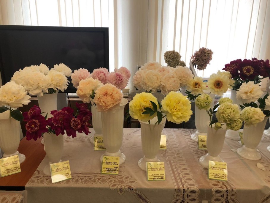 Пион молочноцветковый Сюзетт