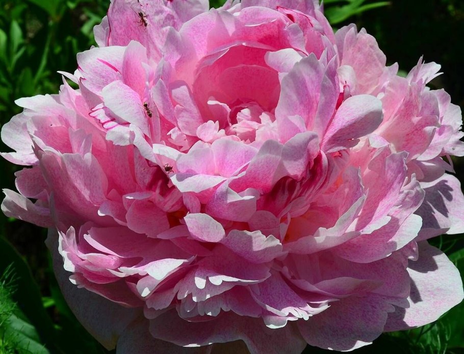 Пион Itoh Hillary