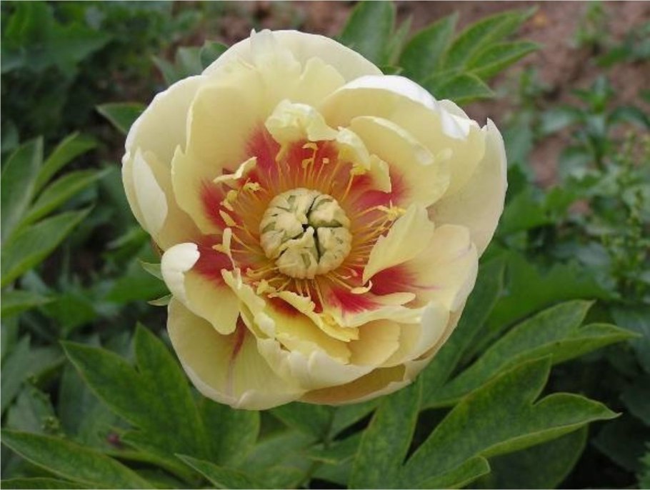 Пион Луис Ван хот