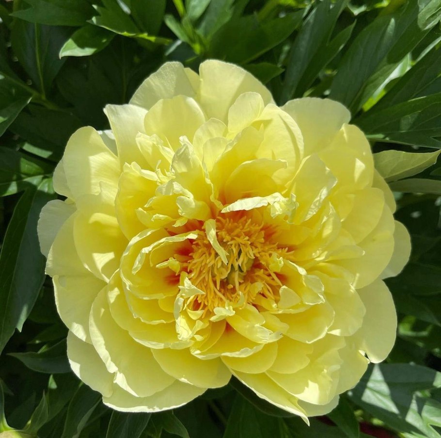 Пион Ито Грин Хало