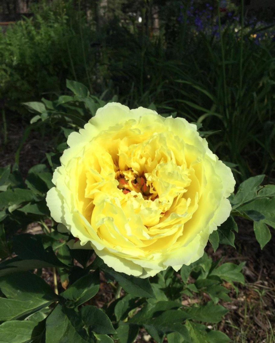 Пион Sonoma Halo