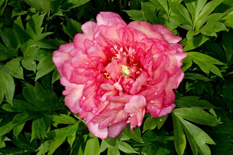 Sonoma Blessing пион