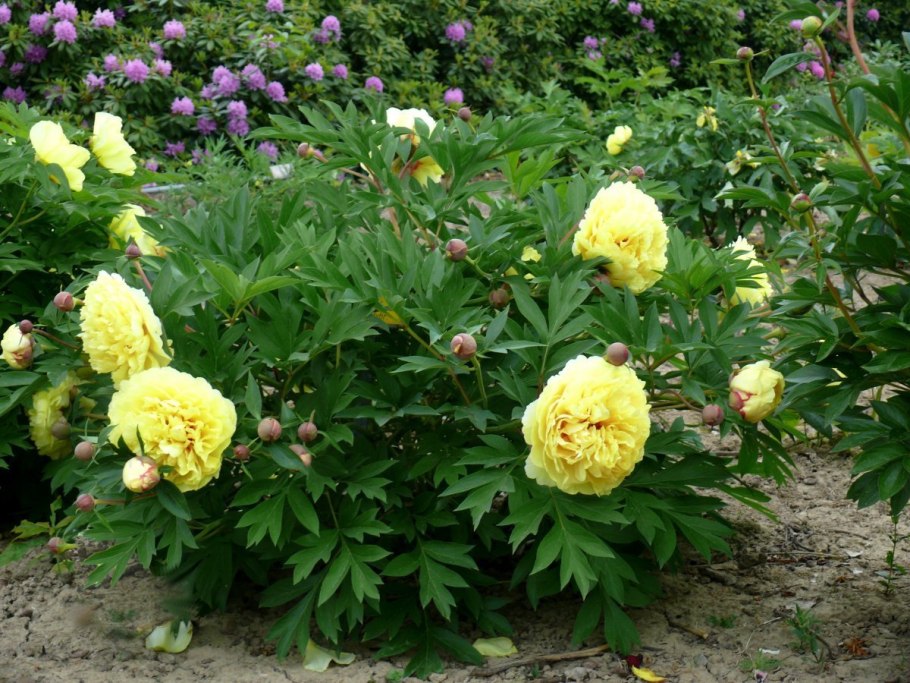 Sonoma Yedo ~ Itoh Hybrid пион