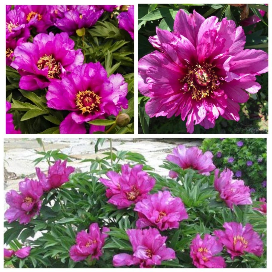 Пион Монинг Лайлак