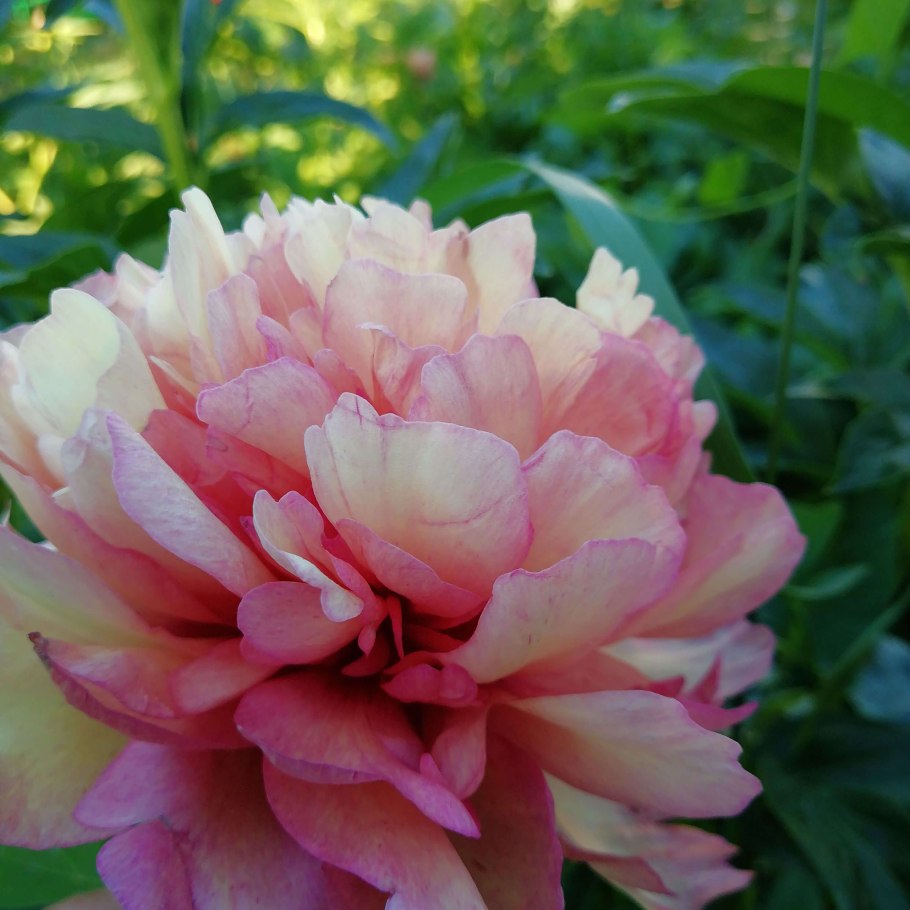 Пион Itoh Hillary