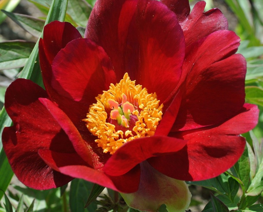 Пион Линней