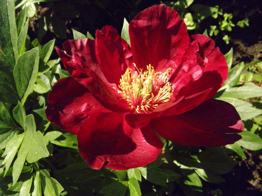 Пион сонома вельвет Руби