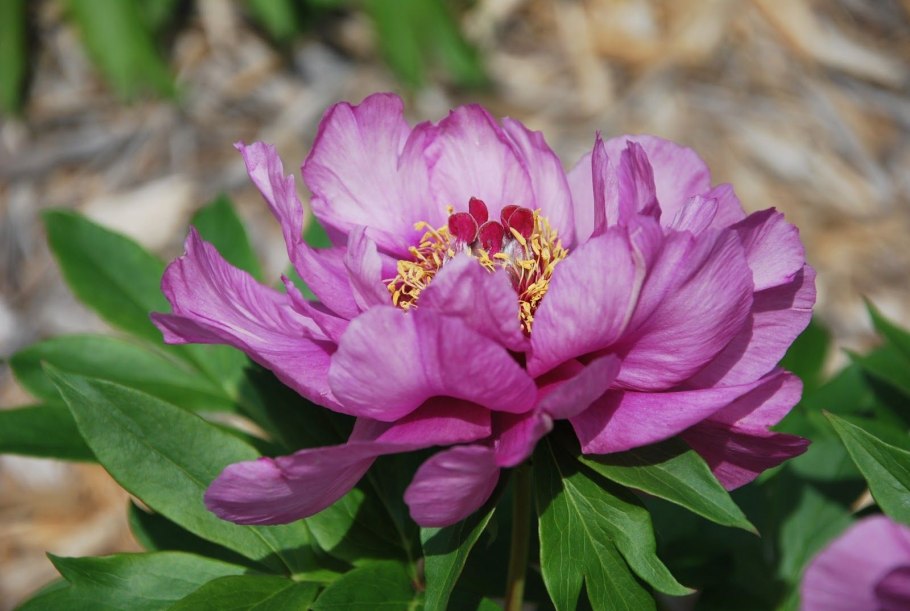 Sonoma Yedo пион