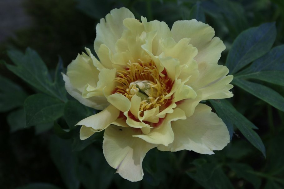 Sonoma Yedo пион