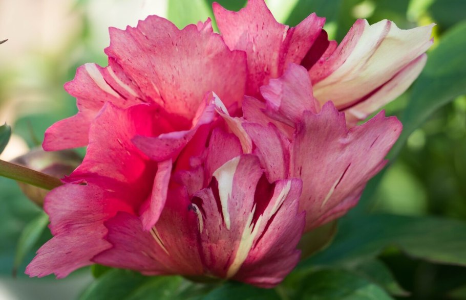 Пион Sonoma Kaleidoscope