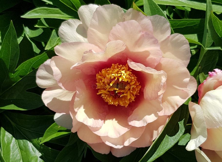 Пион Ито гибрид сонома вельвет Руби