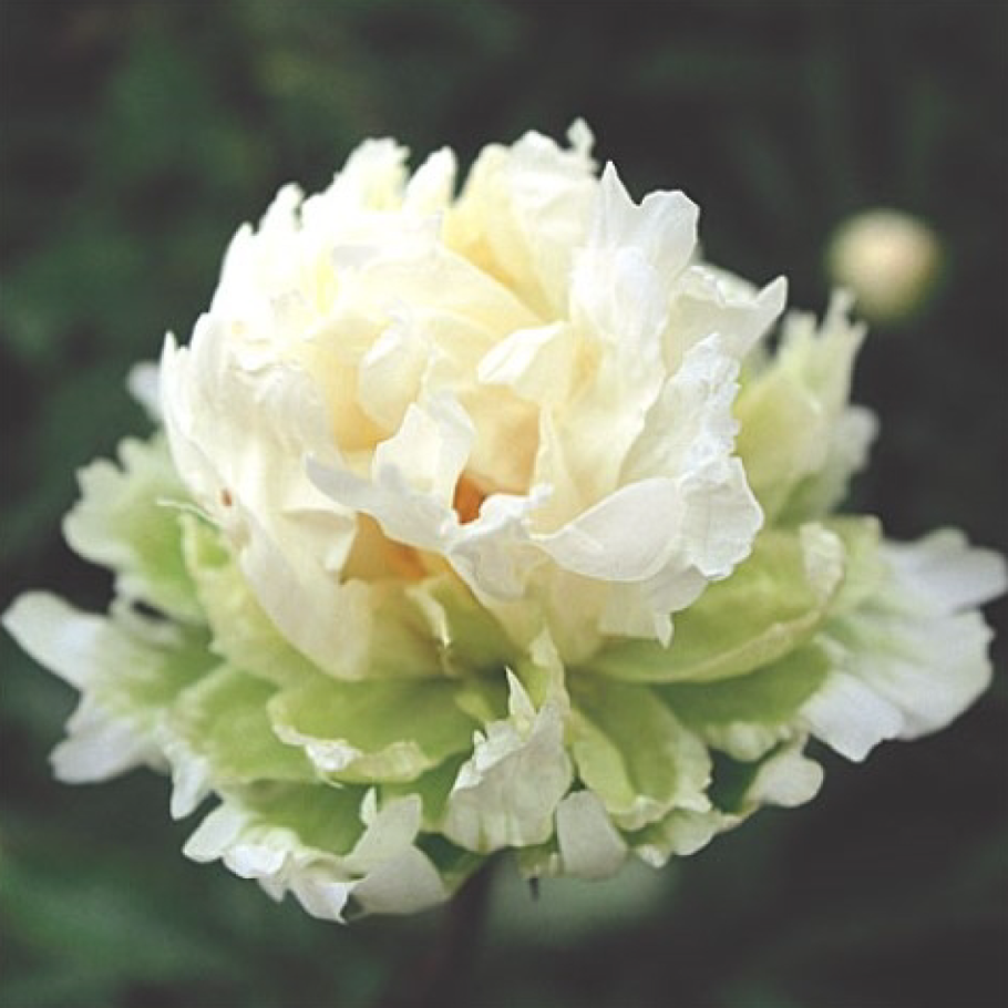 Пион Sonoma Amethyst