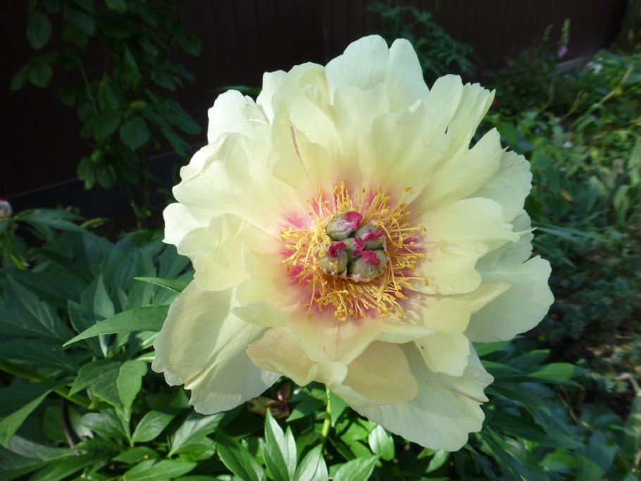 Sonoma Yedo пион