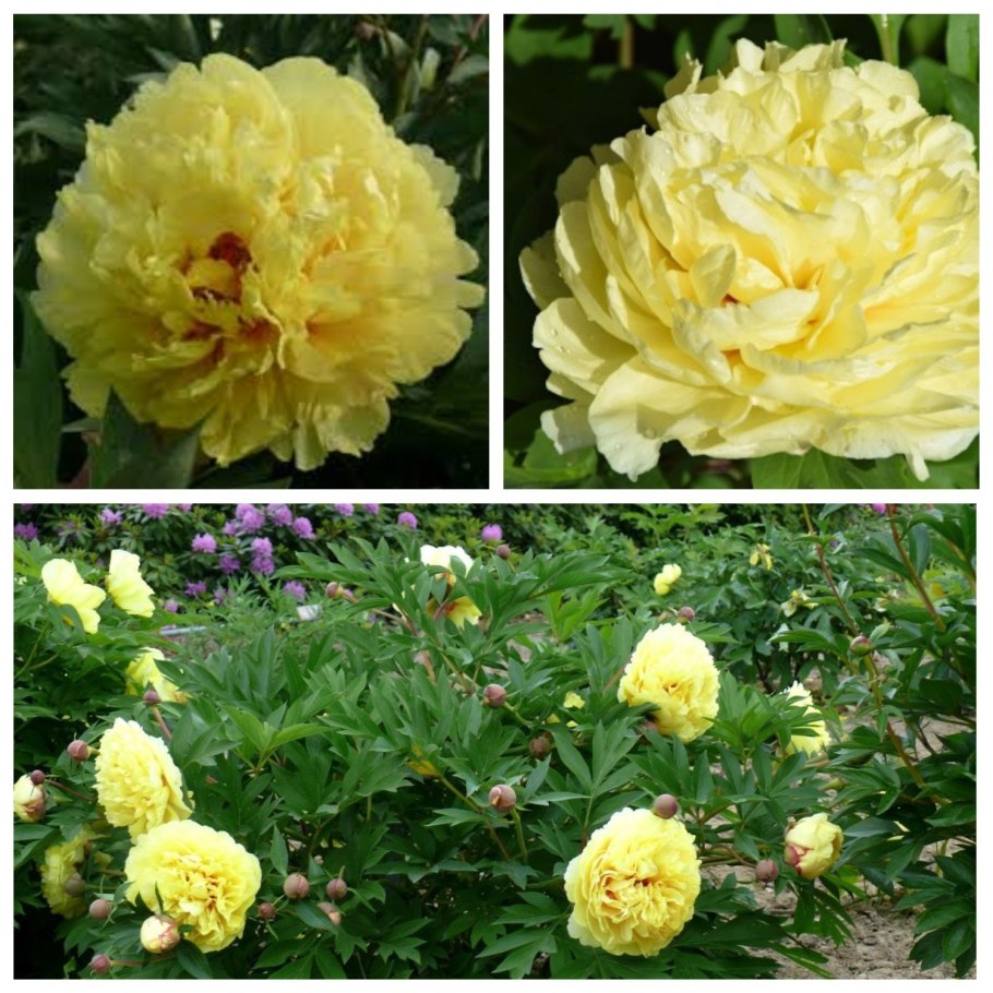 Sonoma Yedo ~ Itoh Hybrid пион