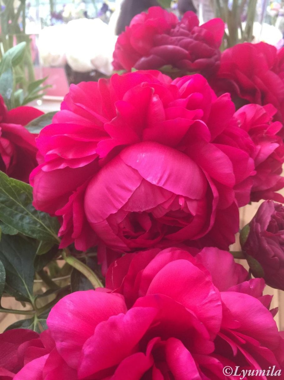 Пион сонома Блессинг