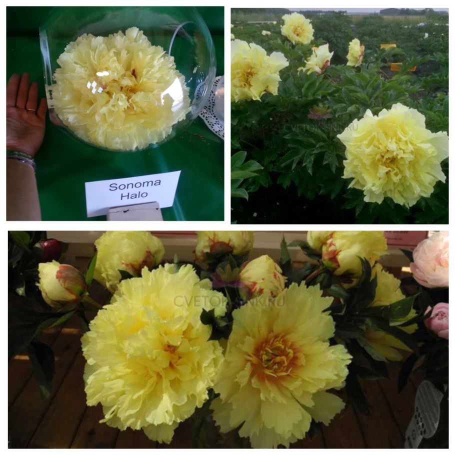 Пион Sonoma Halo