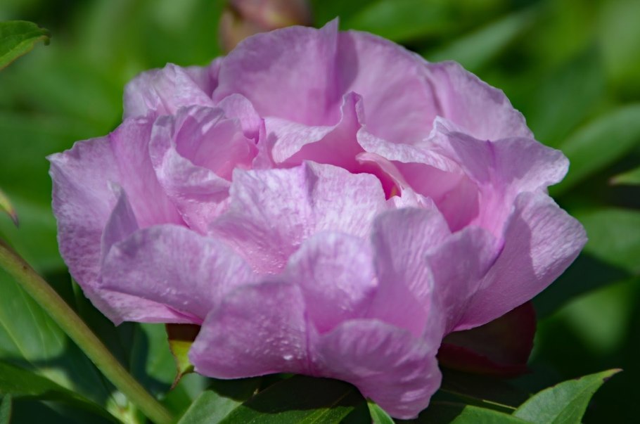 Paeonia Sonoma Amethyst