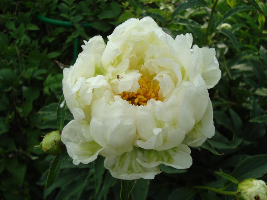 Пион Грин Лотус