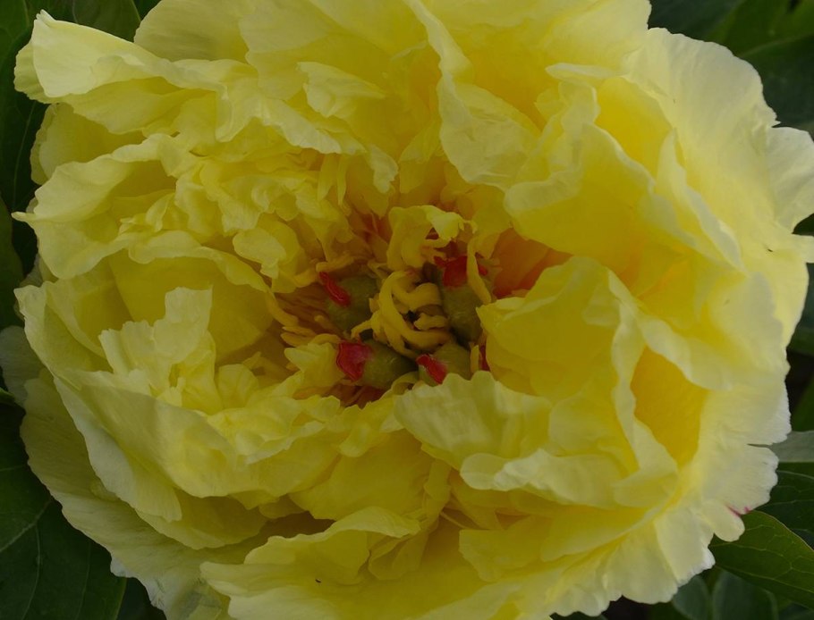 Пион Sonoma Halo Itoh