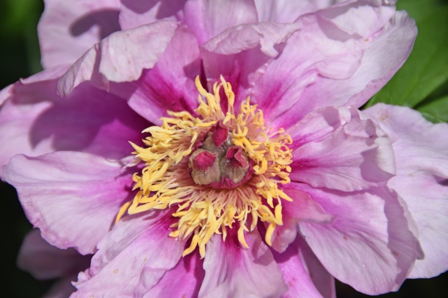 Пион Sonoma Amethyst