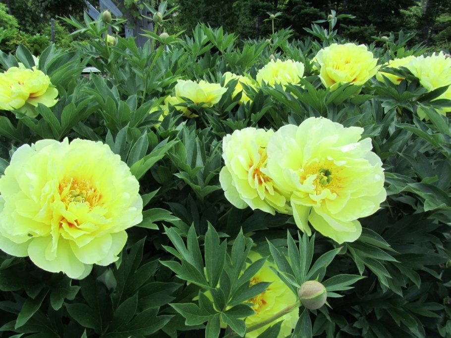 Sonoma Yedo пион