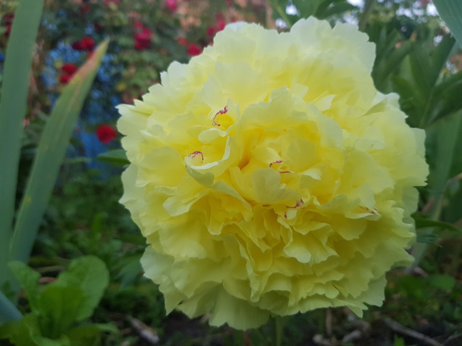 Пион Sonoma Halo Itoh