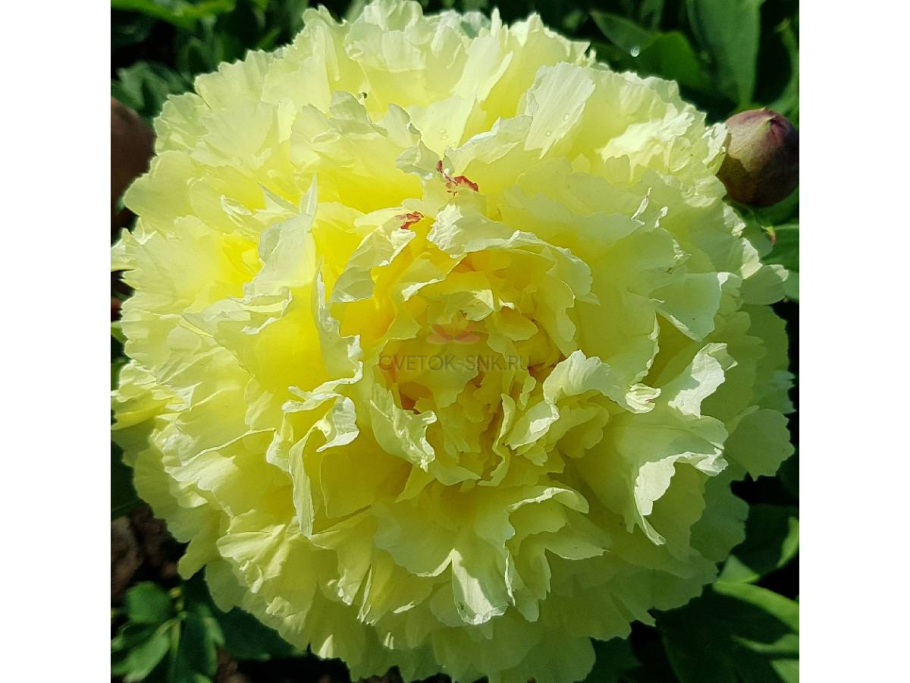 Sonoma Halo ~ Itoh Hybrid пион