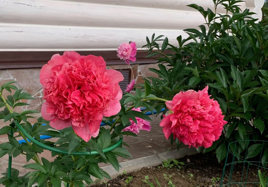 Пион Йеллоу Дрим