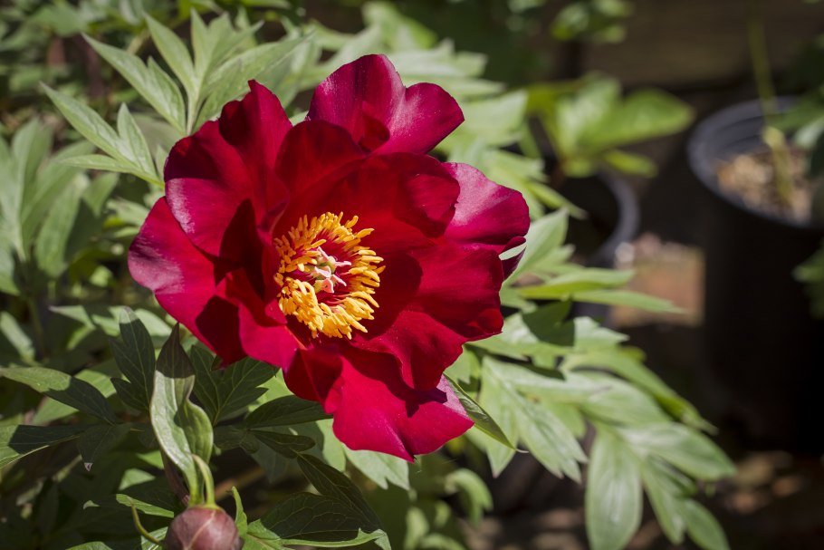 Scrumdidleumptious пион