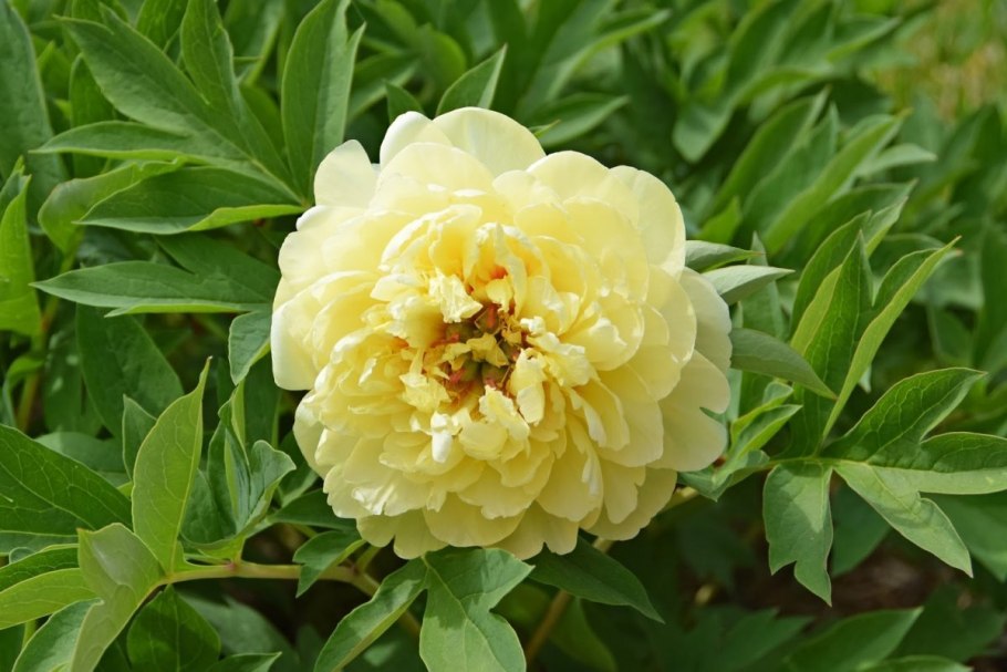 Ито пион сонома вельвет