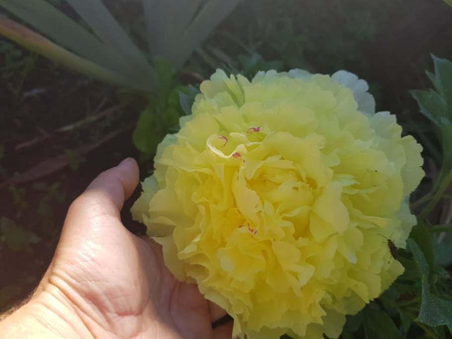 Пион Sonoma Halo